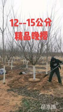 12公分日本晚樱