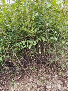 0.5公分苦槠