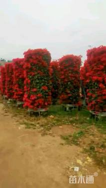 冠幅100厘米三角梅球