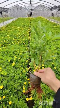 高度35厘米黄金菊