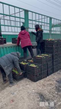 高度25厘米报春花