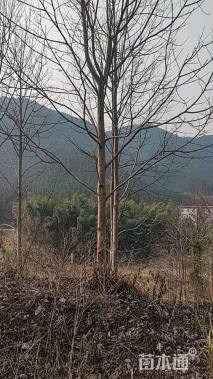 18公分马褂木
