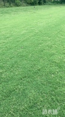 草卷状百慕大草