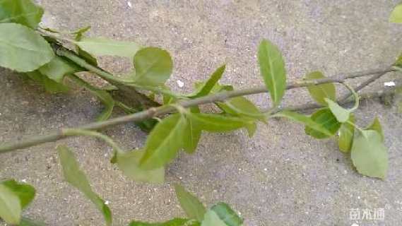 50厘米小叶扶芳藤