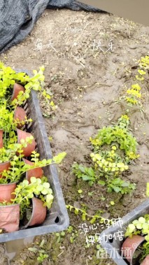 高度15厘米过路黄