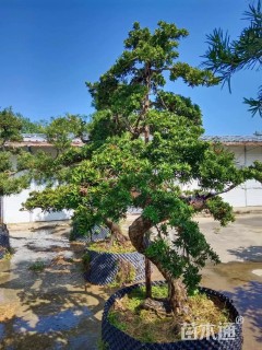 10公分罗汉松