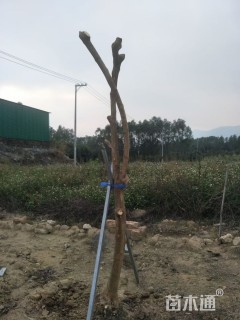 高度50厘米三角梅