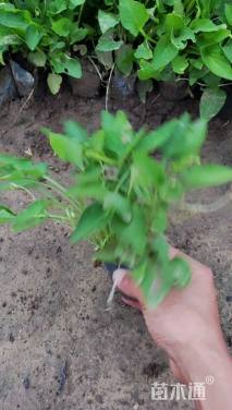 高度20厘米紫花地丁