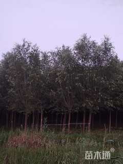 15公分柳树