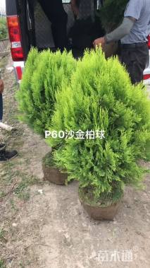冠幅60厘米洒金柏球