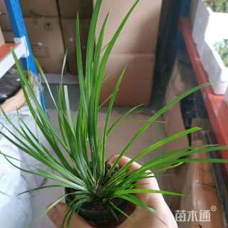 高度50厘米石菖蒲