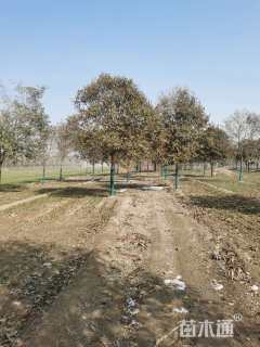 10公分大叶女贞