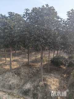 10公分高杆桂花