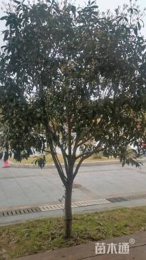 20公分月桂