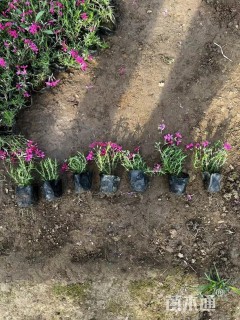 高度15厘米丛生福禄考