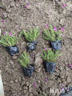 高度10厘米福禄考