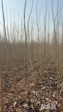 高度400厘米杨树小苗