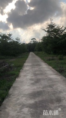 10公分小叶榄仁