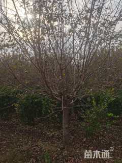 15公分樱花