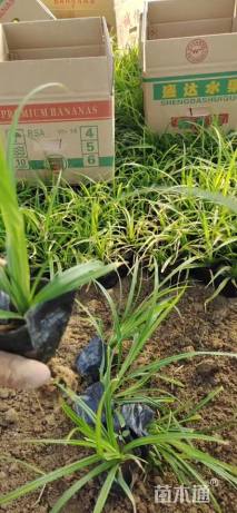 高度28厘米崂峪苔草