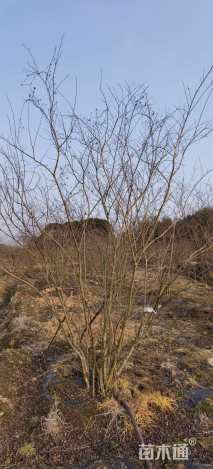 高度400厘米红花紫薇