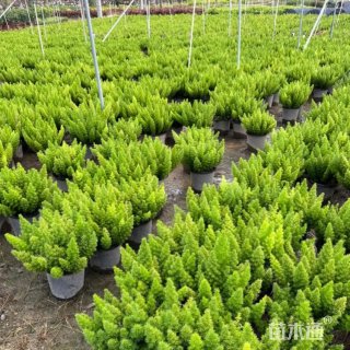 30厘米天门冬