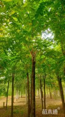 8公分嫁接香花槐