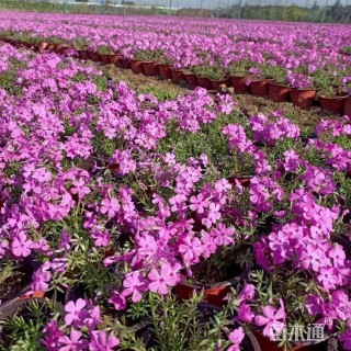 高度25厘米福禄考