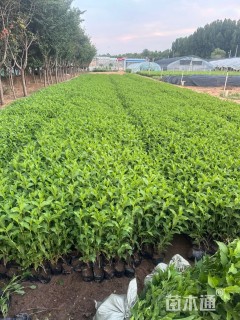 高度40厘米红王子锦带