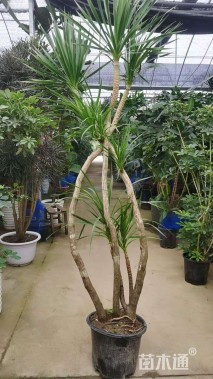 高度150厘米龙血树