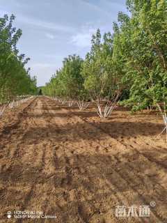 高度600厘米丛生五角枫