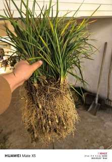 高度20厘米沿阶草