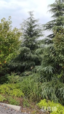 高度300厘米雪松