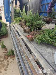 高度40厘米匍地柏