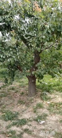 18公分杏树