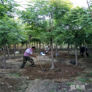8公分栾树