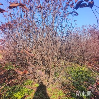 冠幅50厘米榆叶梅球