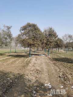 18公分大叶女贞