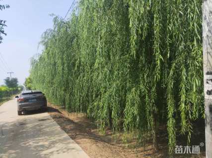 15公分西湖垂柳