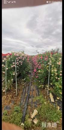 高度99厘米月季