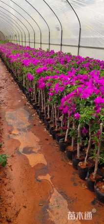 高度5000厘米三角梅