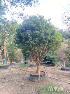 高度350厘米嘉宝果