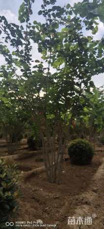 高度400厘米丛生紫荆