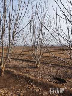 高度500厘米丛生白蜡