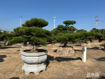 高度100厘米黑松