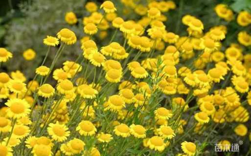 春黄菊种子