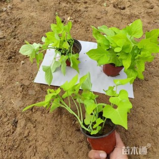 30厘米金叶薯