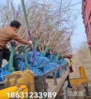 高度300厘米金银木