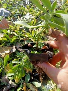 高度15厘米三七景天