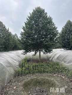 12公分乐昌含笑